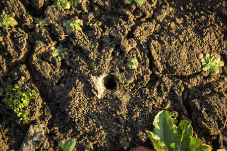 young green grass grows in the open field in the garden. Seedling greenery close-up. Lawn in macro.の写真素材