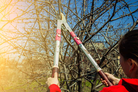 Girl cuts branches on a fruit tree with pruning shears in the spring garden. Plant care before the summer season.の写真素材