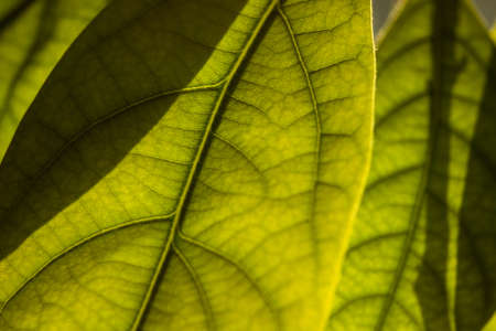 green leaf close-up. deciduous plant macro. leaf structure is extremely close.の写真素材