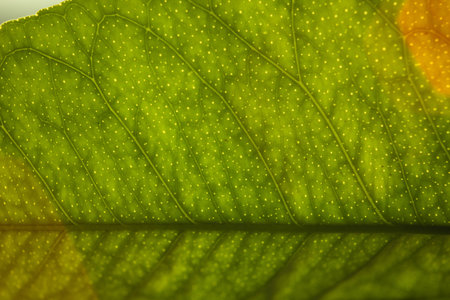 green leaf close-up. deciduous plant macro. leaf structure is extremely close.