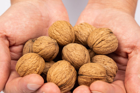 Two male hands hold walnuts on a gray background. harvest concept. top view close-up