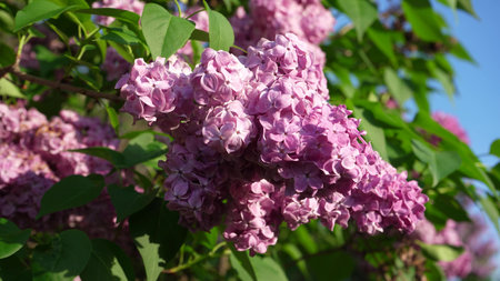 Gronas of lilac flowers in the garden in spring. Blooming park of lilac bushes in spring close-up....