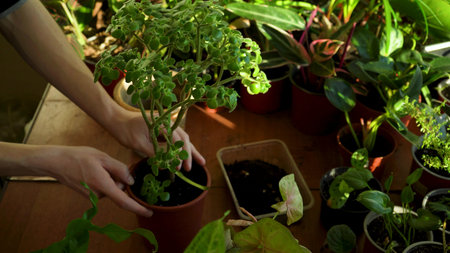 caring for a home garden plant in a pot. home gardening. cultivation and planting of flowers and...