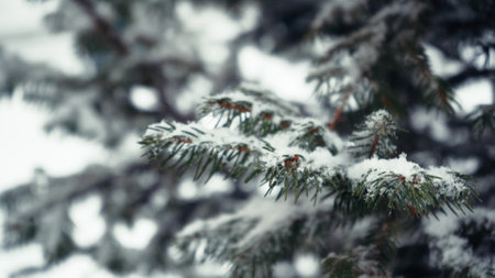 Camera tilt of branches of a fluffy Christmas tree are covered with snow after a snowfall in the forest in winter. 4K video footageの写真素材