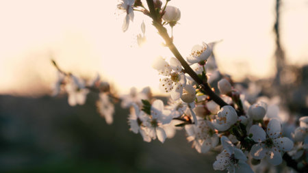 branches of blossoming white plum close up. spring flowering fruit trees. dense flowering.の写真素材