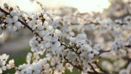 branches of blossoming white plum close up. spring flowering fruit trees. dense flowering.