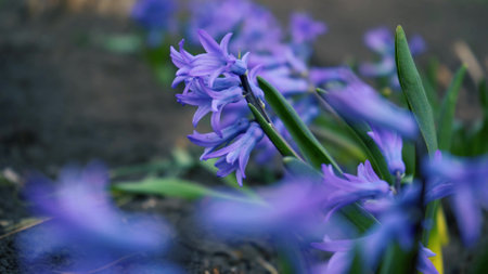 flowerbed of Fragrant violet hyacinths flowers on stem surrounded by green leaves under bright spring sunlight zoom out closeup. Concept springtime garden.の写真素材