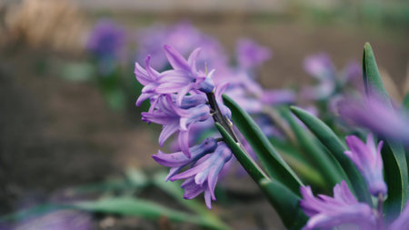 flowerbed of Fragrant violet hyacinths flowers on stem surrounded by green leaves under bright spring sunlight zoom out closeup. Concept springtime garden.の写真素材