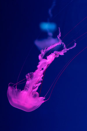 Sea and ocean jellyfish swim in the water close-up. Illumination and bioluminescence in different colors in the dark. Exotic and rare jellyfish in the aquariumの写真素材