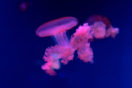 Sea and ocean jellyfish swim in the water close-up. Illumination and bioluminescence in different...