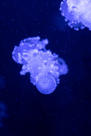 Sea and ocean jellyfish swim in the water close-up. Illumination and bioluminescence in different...