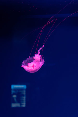 Sea and ocean jellyfish swim in the water close-up. Illumination and bioluminescence in different...