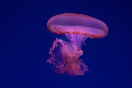 Sea and ocean jellyfish swim in the water close-up. Illumination and bioluminescence in different...