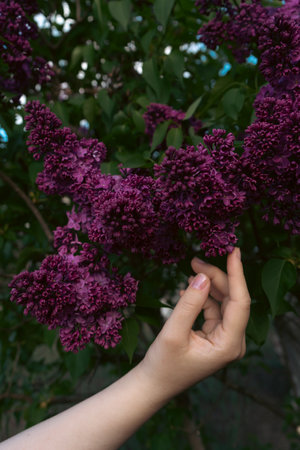 A young woman in a blue dress in a blooming lilac garden. spring story. Brown-haired woman with long hair. A woman plays with her hair. romantic spring viewの写真素材