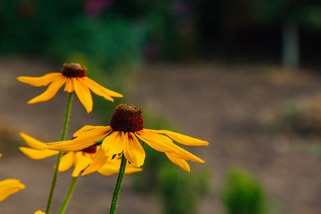 Rudbeckia plants, the Asteraceae yellow and brown flowers, common names of coneflowers and black eyed susans. Positive and happy feeling in spring given by flowersの写真素材