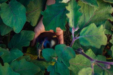 Bush full of eggplant fruits in the garden. Male hand harvest vegetables. Farmers hands with freshly picked eggplantsの写真素材