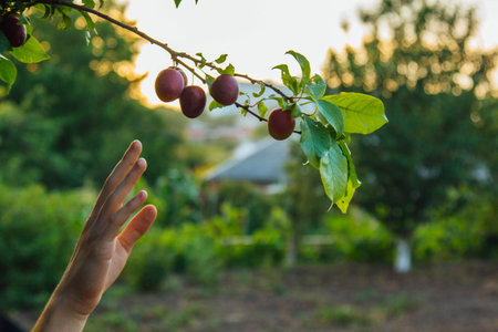 A tree full of blue plums in the garden. A man's hand collects blue plums in the garden. plum harvest. Farmers hands with freshly picked plumsの写真素材