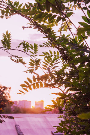 Purple flowers in a mystical garden on a mysterious fairy tale summer floral background. Fantastic nature, dream landscape. Toning in restrained, dark tones and shadesの写真素材