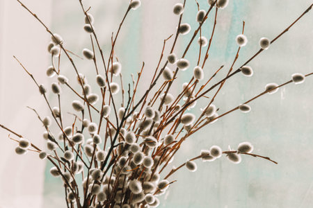 Close up of Goat willow blossom, yellow pollen covered catkins, spring willow blossom causing allergy. Blossoming buds of willow. Buds of the willow blossom in early spring. easter spring timeの写真素材
