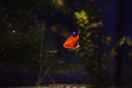 Discus, colorful cichlids in the aquarium, freshwater fish that lives in the Amazon basin. Colored, bright fish in the aquarium. A variety of marine fishの写真素材