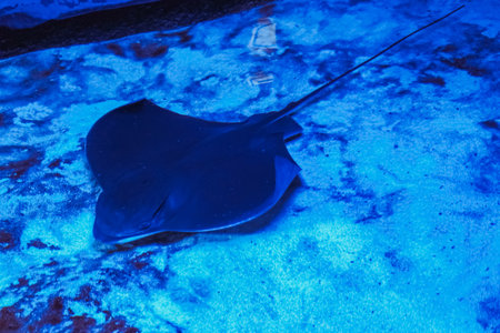 The stingray swims underwater. The stingray is a flat sea fish. An electric stingray swims among algae in shallow water in an exotic ocean scene. Dangerous to human lifeの写真素材