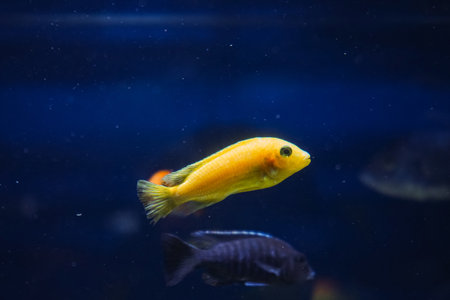 Discus, colorful cichlids in the aquarium, freshwater fish that lives in the Amazon basin. Colored, bright fish in the aquarium. A variety of marine fishの写真素材