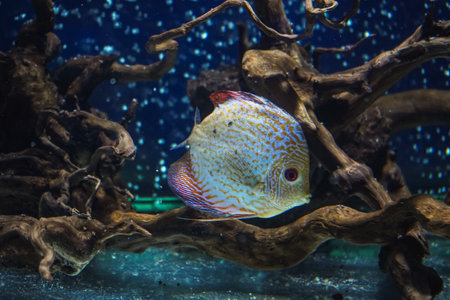 Discus, colorful cichlids in the aquarium, freshwater fish that lives in the Amazon basin. Colored, bright fish in the aquarium. A variety of marine fishの写真素材