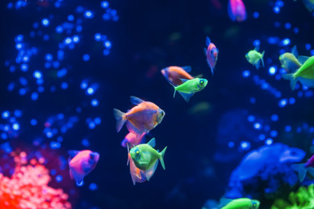 A flock of beautiful neon glowing fish in a dark aquarium with neon light. Glofish tetra. Blurred background. selective focus. underwater lifeの写真素材