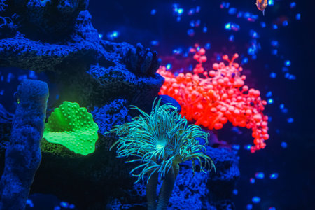 A flock of beautiful neon glowing fish in a dark aquarium with neon light. Glofish tetra. Blurred...