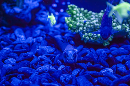 A flock of beautiful neon glowing fish in a dark aquarium with neon light. Glofish tetra. Blurred background. selective focus. underwater lifeの写真素材