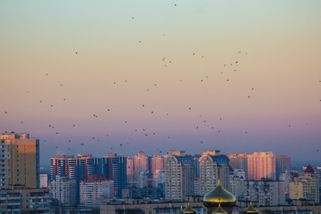 A flock of birds against the background of a bright sky. Many birds on the background of the sunset in the city. Birds fly away to warmer regionsの写真素材