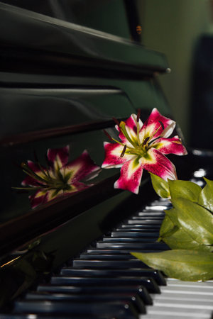 Muse's inspiration. Beauty, femininity, love, tenderness. A beautiful pink lily flower on the piano keys. The concept of harmony and musical beautyの写真素材