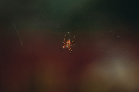 Night photos of insects. Blurred silhouette of spider in web on blurred natural brown background. selective focusの写真素材
