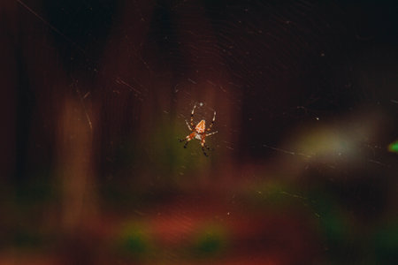 Night photos of insects. Blurred silhouette of spider in web on blurred natural brown background. selective focusの写真素材