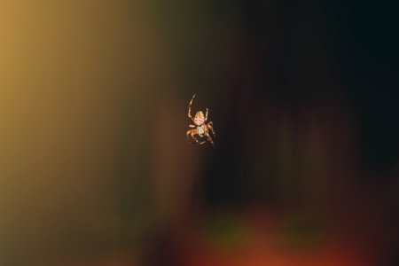 Night photos of insects. Blurred silhouette of spider in web on blurred natural brown background. selective focusの写真素材
