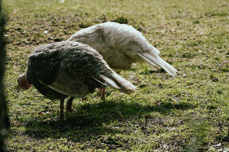 A pair of tom turkeys grazing on the ground. Turkeys eating on farmlandの写真素材