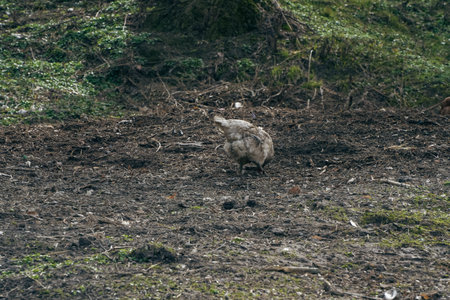 The white turkey is very large in the countryside. Subsistence farmingの写真素材