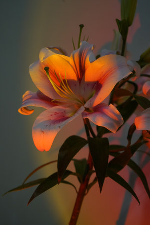 Flower gift card. Lilium belonging to the Liliaceae. Oriental Hybrid Lily close up. Beautiful lilies in the summer. White with pink lily flowers. Full blooming colorful Asiatic lily flowers.の写真素材