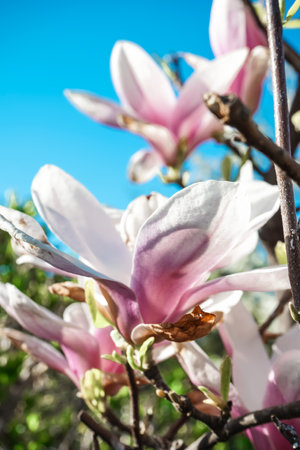 Selective focus. Natural abstract background. Magnolia bloom. Blooming pink magnolia flowers on the branches. Magnolia trees in the spring botanical garden. Lovely flowers close up.の写真素材
