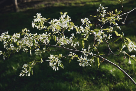 Beautiful tree blossom in spring. White apple flowers. Beautiful flowering apple trees. Background with blooming flowers in spring day.の写真素材