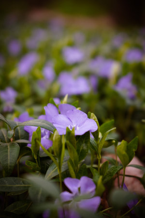 Vinca minor lesser periwinkle ornamental flowers in bloom. Common periwinkle flowering plant. Creeping early flowers.の写真素材