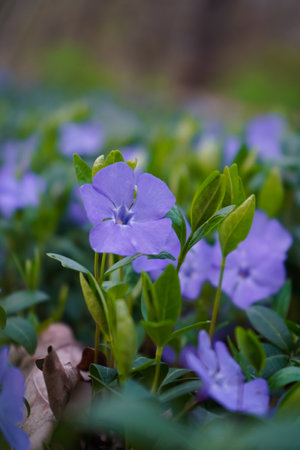 Common periwinkle flowering plant. Creeping early flowers. Vinca minor lesser periwinkle ornamental flowers in bloom.の写真素材