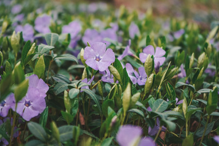 Creeping early flowers. Common periwinkle flowering plant. Vinca minor lesser periwinkle ornamental flowers in bloom.の写真素材