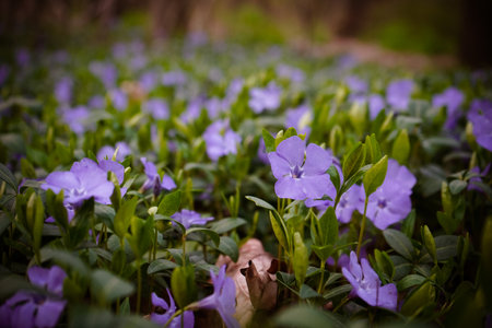 Vinca minor. Common names lesser periwinkle, common periwinkle is a species of flowering plant native to central and southern Europe. Purple flowers in the garden.の写真素材