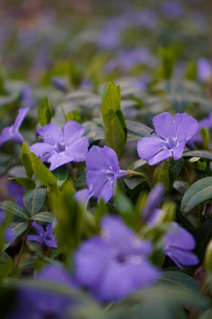 Purple flowers in the garden. Vinca minor. Common names lesser periwinkle, common periwinkle is a...