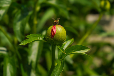 Pink fresh peonies. Closed bud of red peony in a flower garden. Unopened bud of peonies in the garden. Colorful pink peony on green background.の写真素材