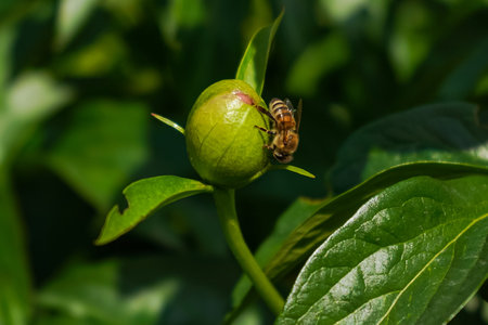 Closed bud of peony in garden with a bee sitting on it. Pink fresh peonies. Unopened bud of peonies...