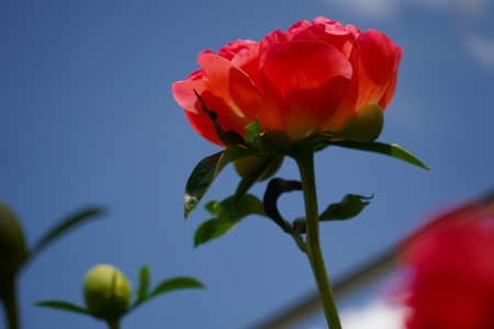 Colorful pink peony on sky background. Pink fresh peonies. Blooming red peony in a flower garden. Purple flower blooming in the garden.の写真素材