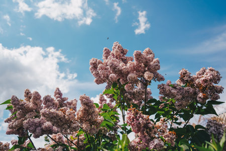 Purple lilac flowers as background. Lilac flowers over sky. Spring blossom background. Beautiful...