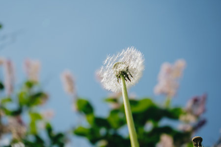 Blue sky and a white ball of dandelion seeds from which were carried from the wind. Dandelions fluff closeup. Dandelions at sky background. Freedom to Wish. Hope and dreaming concept.の写真素材